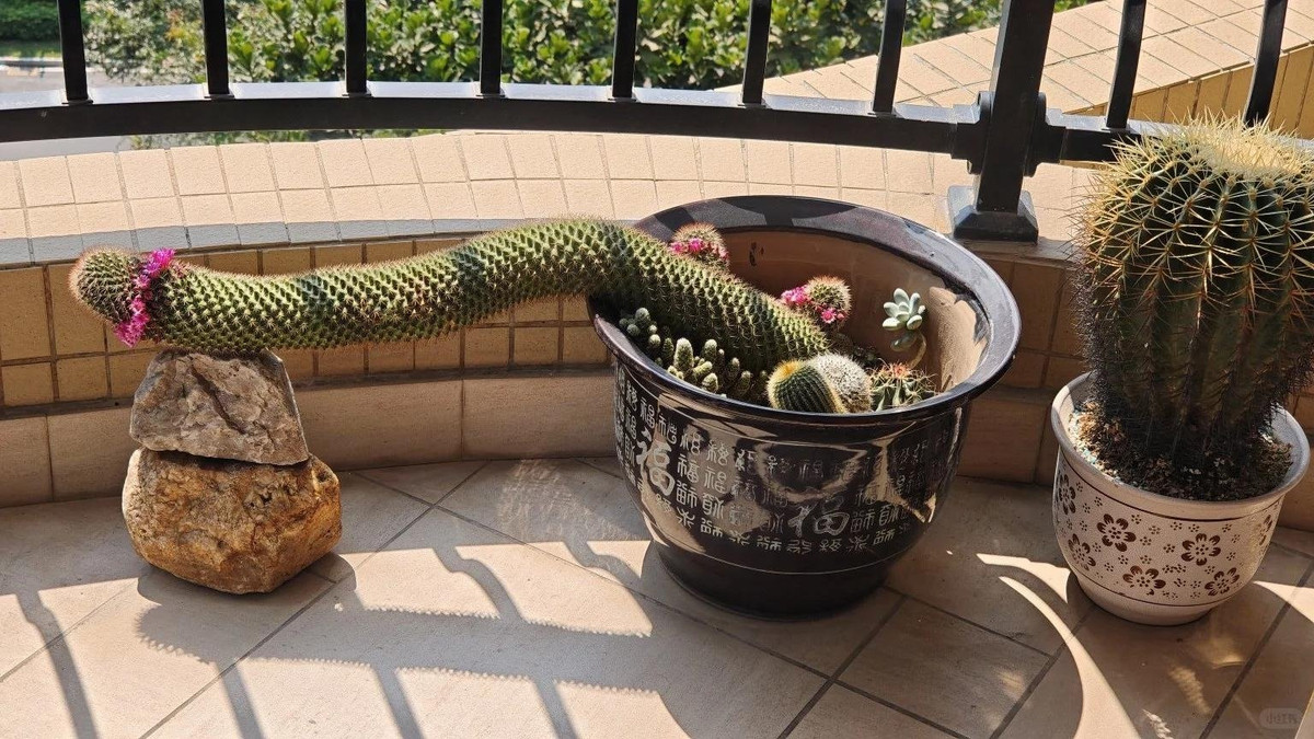 Đặc điểm của cây cảnh xương rồng ngón tay cái: Xương rồng ngón tay tên tiếng Anh thường gọi là Thumb Cactus, cũng có nghĩa là xương rồng ngón tay cái. Đây là một loại xương rồng nhỏ có thân hình trụ được bao phủ bởi các củ hình nón, mỗi củ có các cụm gai ngắn dày đặc, gần như che khuất hoàn toàn thân.