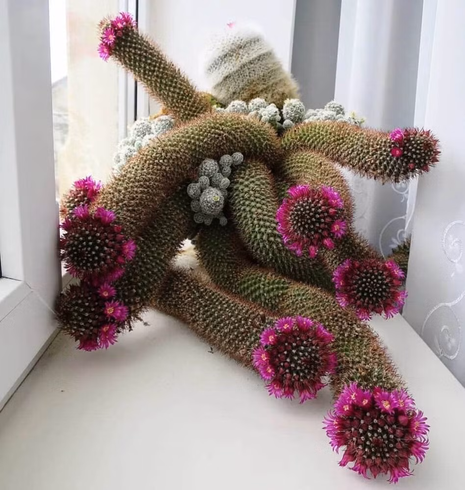 br/> Ánh sáng đầy đủ có thể giúp cây xương rồng phát triển khỏe mạnh và nở hoa đẹp. Ngoại trừ nhu cầu cần có bóng râm thích hợp vào thời điểm nhiệt độ cao vào mùa hè để tránh ánh sáng mạnh làm cháy bóng, cần đảm bảo cây cảh nhận được đủ ánh sáng vào các mùa khác. 