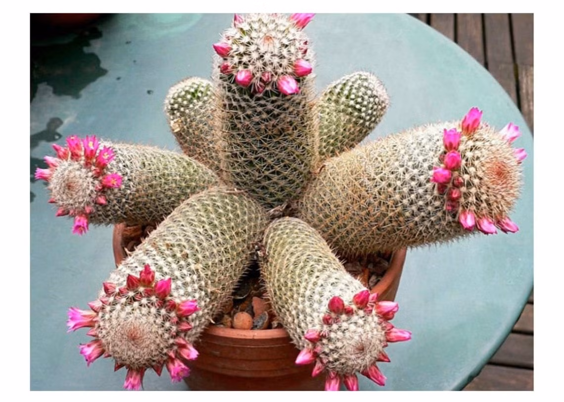 Nhìn thấy cây cảnh này bạn chắc chắn sẽ thấy nó bá đạo quá mức. Ngắn giống cái chày, dài như cái cột, toàn thân gai mọc lởm chởm, phía trên đầu lại nở 1 vòng hoa màu hồng rực rỡ, tươi đẹp, nổi bật như vầng hào quang.