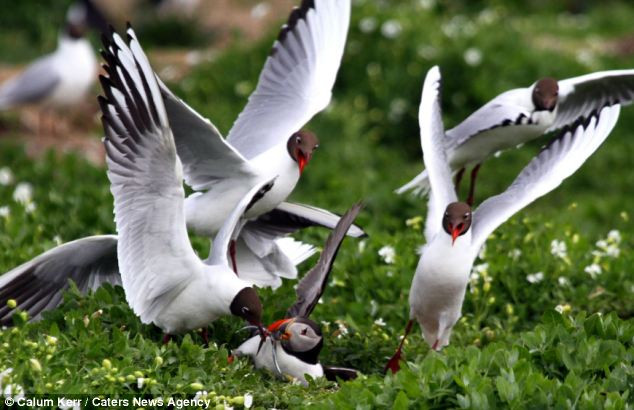 Nhìn thấy một con chim hải âu rụt cổ đang ngậm những con lươn cát trong miệng, một đàn khoảng 4 con mòng biển ngay lập tức vây quanh tìm cách cướp.