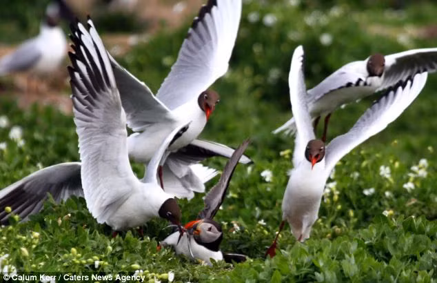 Nhìn thấy một con chim hải âu rụt cổ đang ngậm những con lươn cát trong miệng, một đàn khoảng 4 con mòng biển ngay lập tức vây quanh tìm cách cướp.