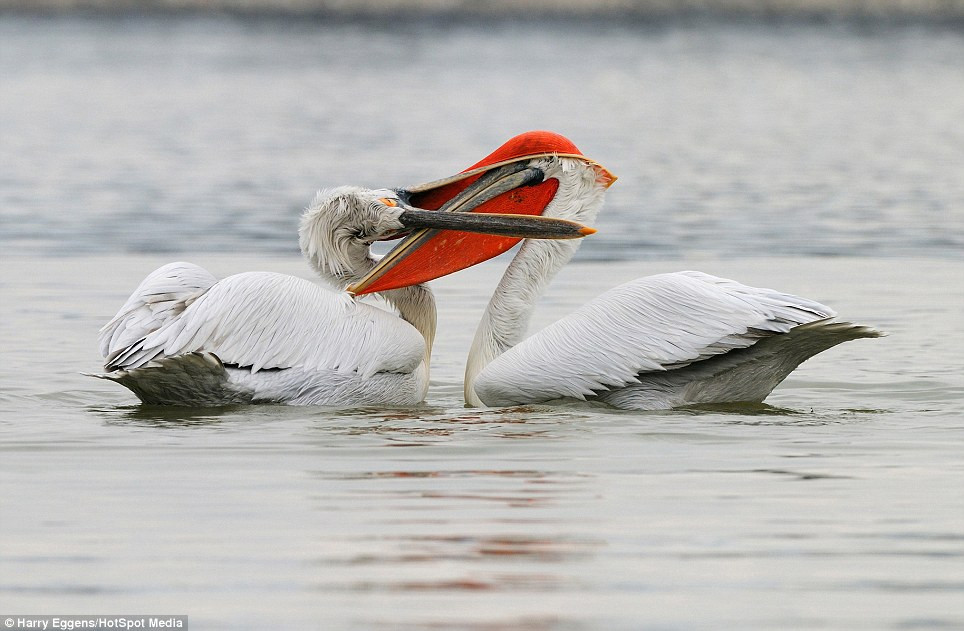 Sau khi bị tấn công bất ngờ, con bồ nông kia đã lao vào trả đả đũa kẻ gây chiến.