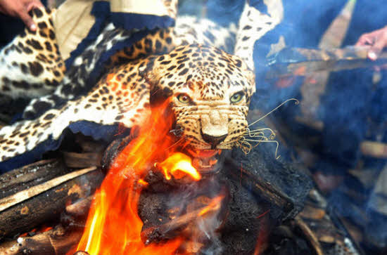Da báo được thiêu hủy sau khi bị kiểm lâm thu giữ trong một lô hàng buôn lầu cùng với da và xương hổ ở Mumbai, Ấn Độ