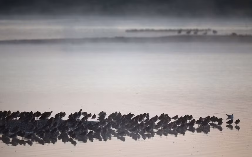 Một ngày mới bắt đầu đầy thanh bình tại khu bảo tồn Snettisham.