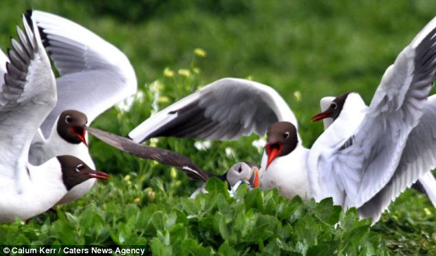 ...,nhưng nó dường như bất lức trước số đông của đàn chim mòng biển.