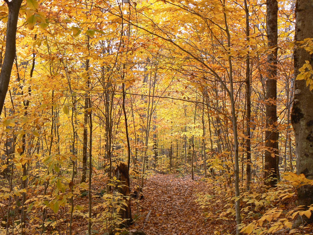 Lá cây đổ vàng trên núi Laurentian, Quebec.