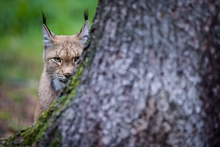 Mèo rừng trong công viên Hundshaupten, miền nam nước Đức.