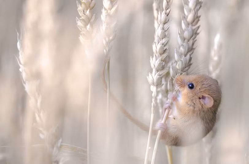 Chuột đồng thưởng thức lúa mì đầu mùa.