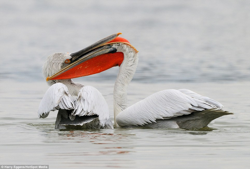Hai con bồ nông dùng những chiếc mỏ chắc khỏe như một loại vũ khí lợi hại để tấn công đối thủ.