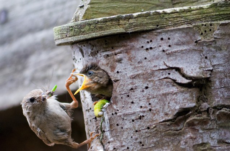 Chim hồng tước mẹ mớm mồi cho chim con trong tổ nhỏ ở gần Blandford, Dorset, Anh.