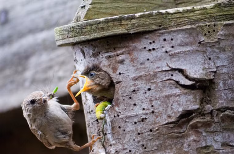 Chim hồng tước mẹ mớm mồi cho chim con trong tổ nhỏ ở gần Blandford, Dorset, Anh.