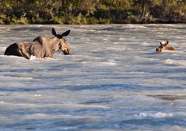Khoảnh khắc khi một con nai sừng tấm mẹ cố gắng cứu đứa con bé bỏng thoát khỏi dòng nước “tử thần” cuốn trôi khiến không ít người cảm động.