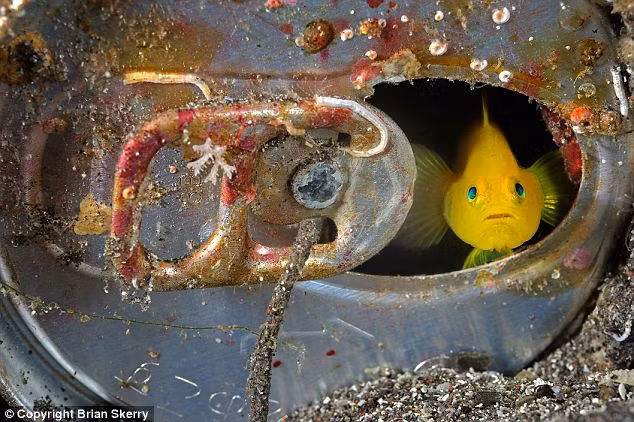 Cá bống vàng đang bơi trong một vỏ lon đồ uống dưới đáy biển ở vịnh Suruga, Nhật Bản.