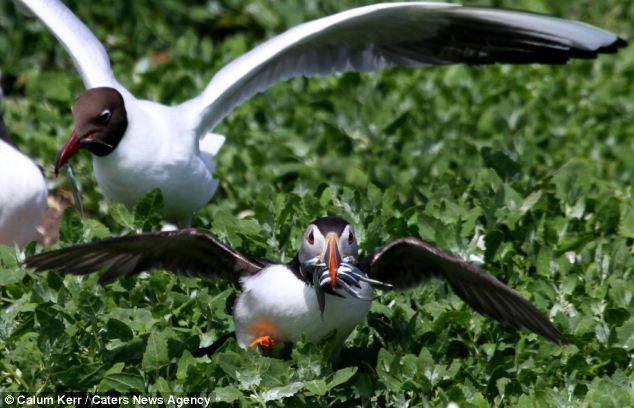 ...tiếp tục truy đuổi con chim hải âu cổ rụt để cướp mồi.