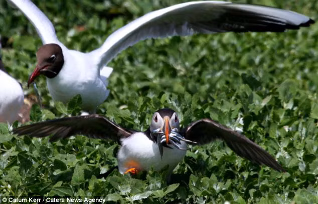 ...tiếp tục truy đuổi con chim hải âu cổ rụt để cướp mồi.