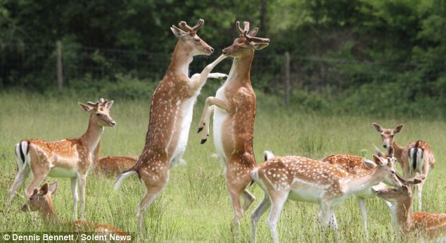 Nhiếp ảnh gia Dennis Bennett cho biết cảnh tượng hươu đánh nhau như thế này rất hiếm thấy....