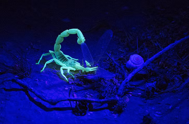 Bọ cạp vàng phát sáng trong đêm trong khi đang săn mồi trên sa mạc Negev, Israel.