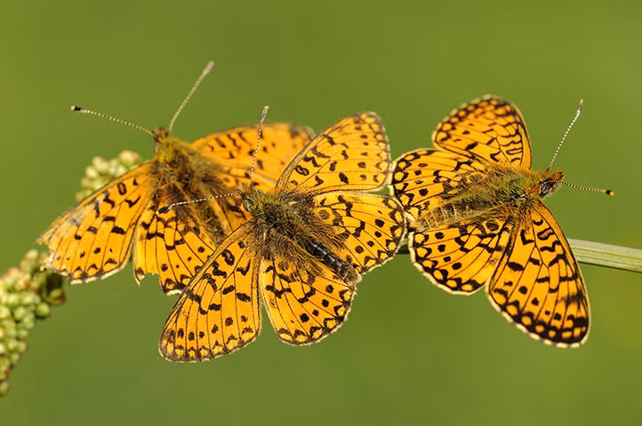 Đàn bướm đốm viền ngọc trai đậu trên lá cỏ ở Anh.