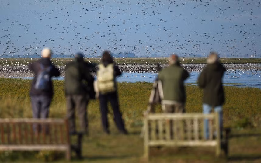 Khách du lịch chiêm ngưỡng chiêm tại khu bảo tồn Snettisham.