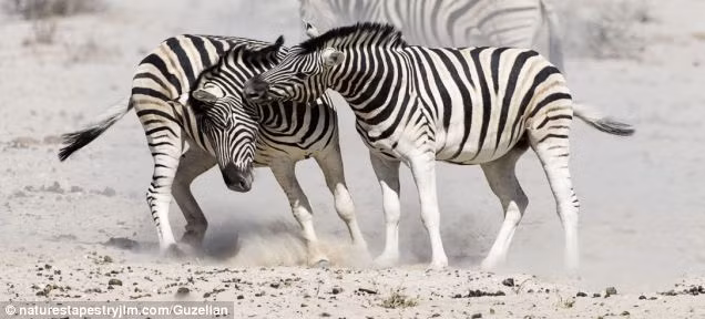 Đầu tiên, con ngựa vằn đực trẻ hiếu chiến dựng ngược bờm và gặm cổ ngựa vằn đầu đàn như muốn thách đấu, nhưng ngựa vằn đầu đàn tỏ ra khá điềm tĩnh.