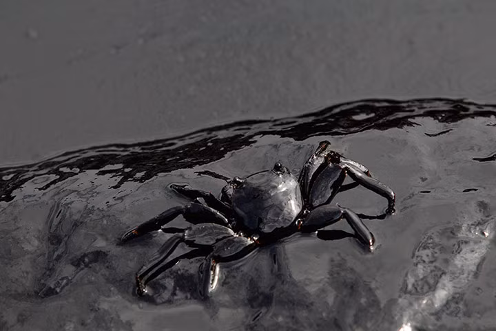 Cua bị bao phủ bởi dầu tràn trên bãi biển Ao Prao ở Koh Samet, Thái Lan.