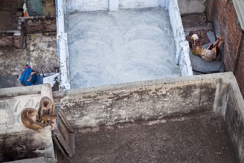 Gia đình hạnh phúc của khỉ.