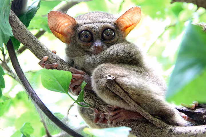 Một con khỉ lùn tarsier nằm nghỉ ngơi trên cành cây ở Sulawesi, Indonesia.