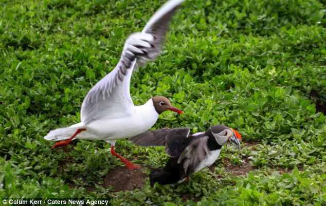 ...chim hải âu cổ rụt đã lựa chọn cách bỏ chạy.