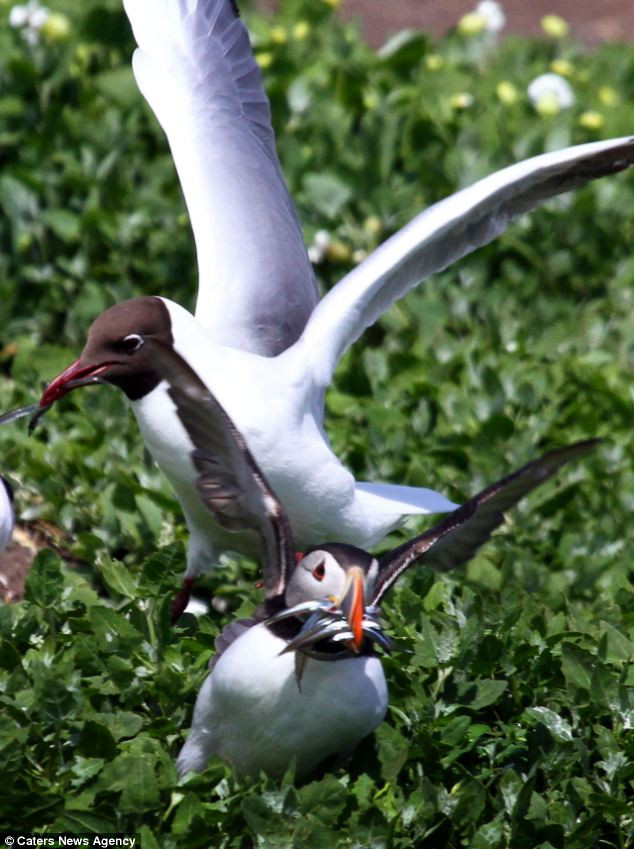 Không thể dùng sức chống lại đàn chim mòng biển đang đói....