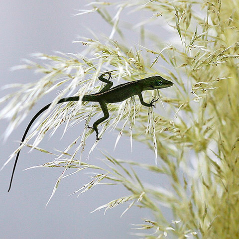 Thằn lằn xanh bò trên cỏ dại ở New Orleans, Louisiana, Mỹ.