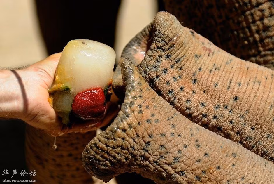 Voi ăn hoa quả ướp đá để giải nhiệt.