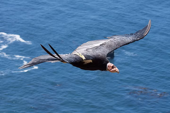 Kền kền khoang cổ bay trên mặt biển ở Big Sur, California, Mỹ.