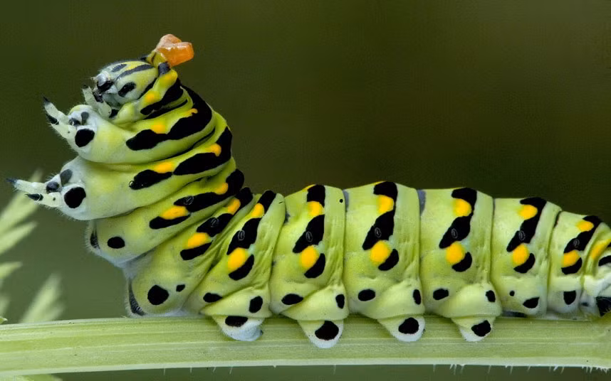 Sâu bướm bò trên lá carrot ở Whitmore Lake, Michigan, Mỹ.