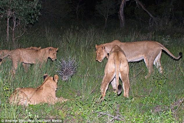 Không thể tấn công được con mồi, đàn sư tử đành để con nhím bỏ đi.