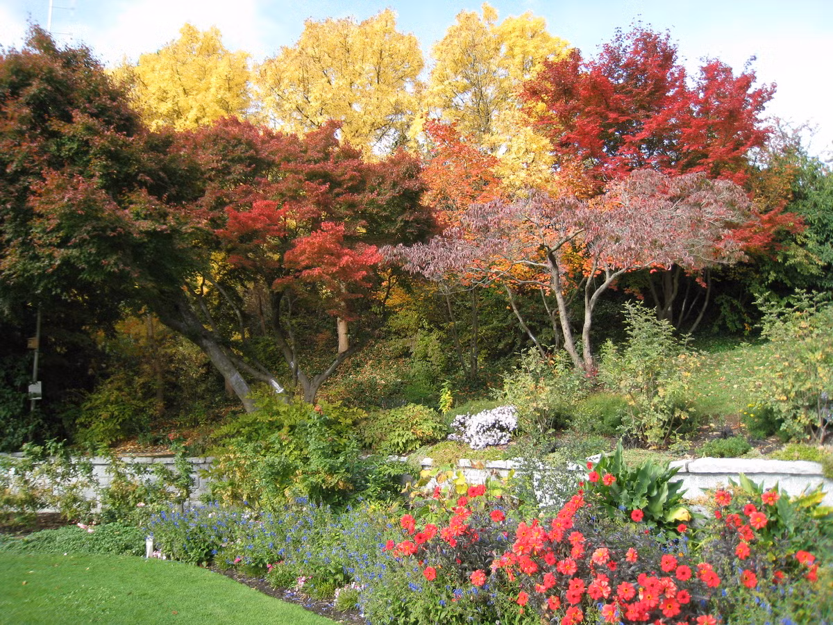 Công viên Nữ hoàng Elizabeth ở Vancouver dưới nắng thu tuyệt đẹp.