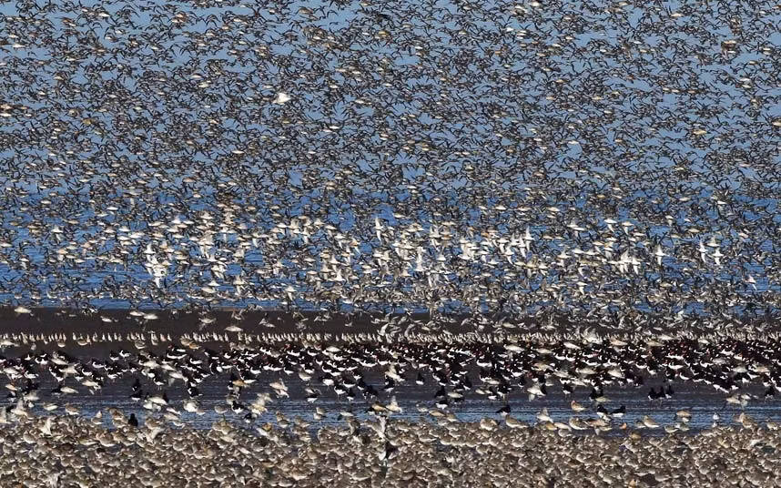Chim cao cẳng cùng nhau bay tìm nơi kiếm ăn mơi khi thủy triều đang lên.