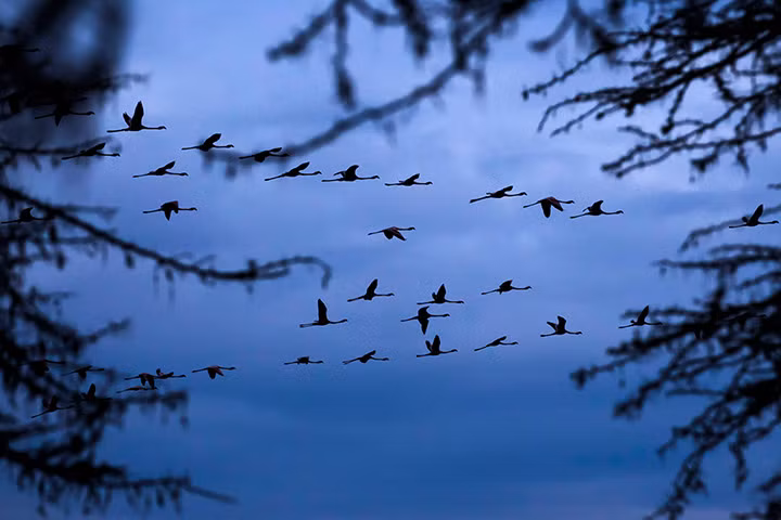 Đàn chim hồng hạc bay qua hồ Oloiden ở Kenya.