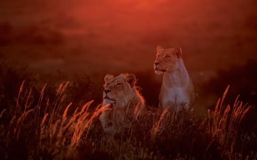 Một cặp sư tử nằm nghỉ cạnh nhau trong rất lãng mạn và thanh bình.