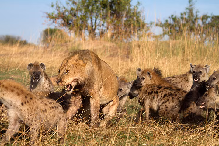 Một con sử tử chiến đấu với đàn linh cẩu đang vây quanh nó trong vườn quốc gia Lamai Serengeti ở Serengeti, Tanzania.