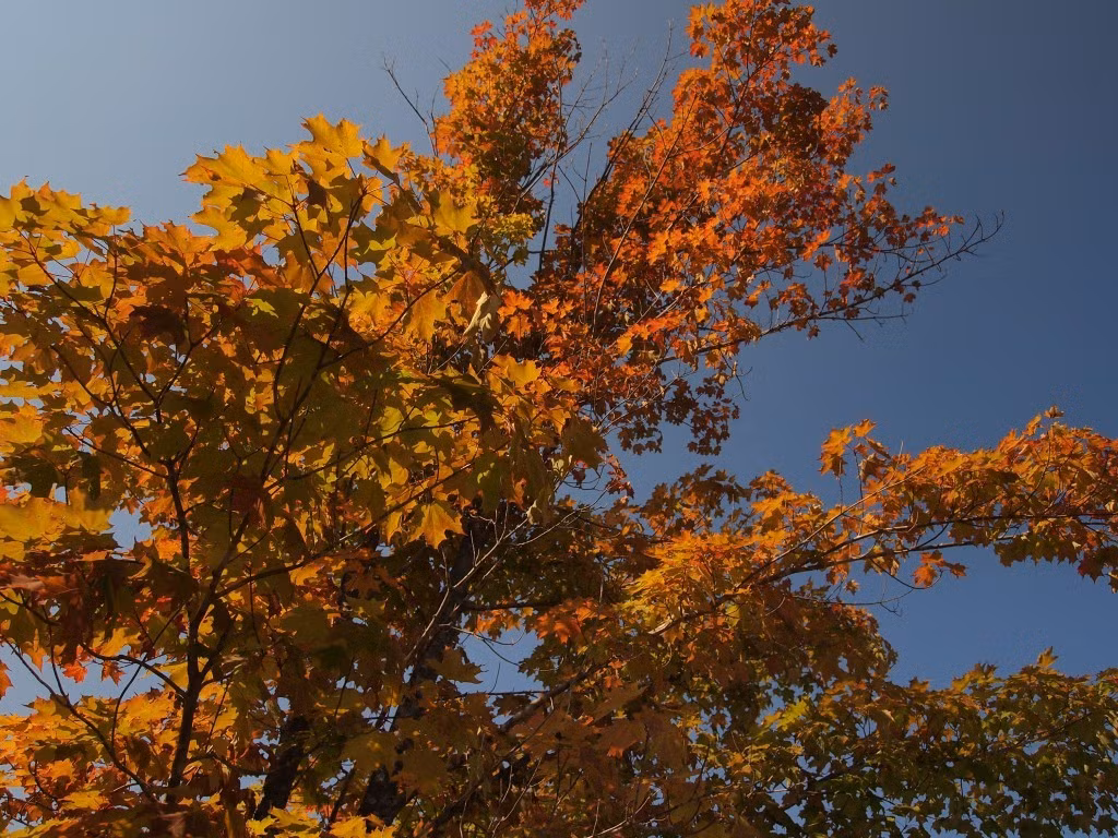 Mùa thu thể hiện qua màu lá cây trên bán đảo Bruce, Ontario.