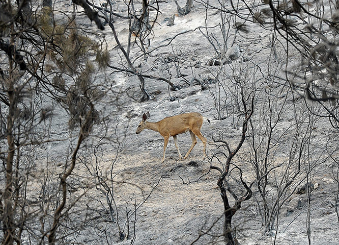 Một con hươu đi qua khu vừng vừa bị cháy rụi gần Idyllwild, California, Mỹ.