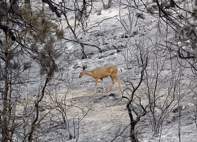 Một con hươu đi qua khu vừng vừa bị cháy rụi gần Idyllwild, California, Mỹ.