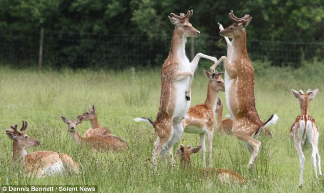 Chúng đã đứng bằng chân sau và dùng hai chân trước đấm và thúc vào mặt nhau, giống như hai võ sĩ quyền anh trên võ đài.