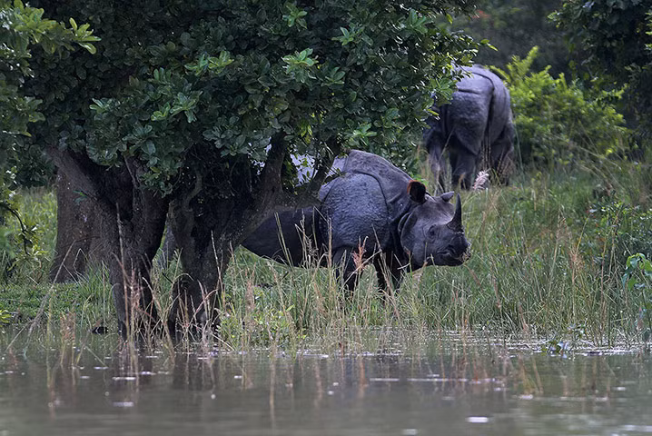 Tế giác một sừng trong khu bảo tồn động vật hoang dã Pobitora ở Assam, Ấn Độ.