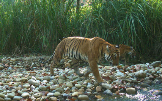 Hổ mẹ cùng con đi kiếm ăn trong vườn quốc gia Chitwan, Nepal.