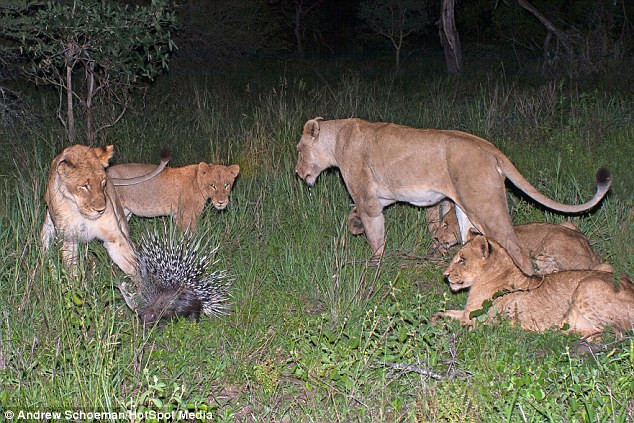 ...nhưng ngay lập lức nó bị bao vây bởi cả đàn sư tử.