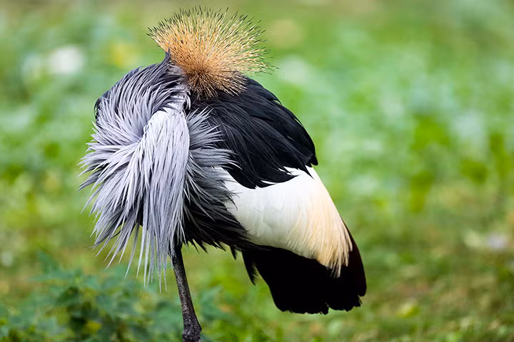 Chim sếu đầu đen đứng bằng một chân trong khi ngủ tại vườn thú ở Berlin, Đức.