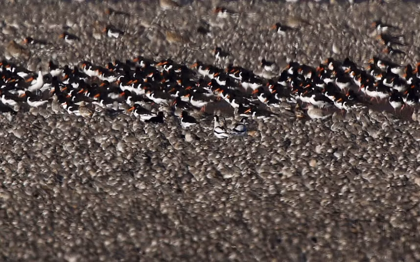 Chim mò sò và những loài chim cao cẳng khác tập trung trên bãi bùn khi thủy triều lên.