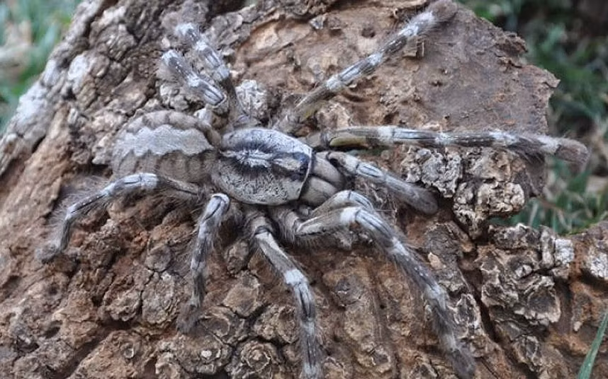 Nhện khổng lồ (Poecilotheria rajaei) mới được phát hiện gần đây ở Sri Lanka. Nọc độc của nó có thể giết chết một con chuột, thằn lằn, rắn, hay một con chim nhỏ.