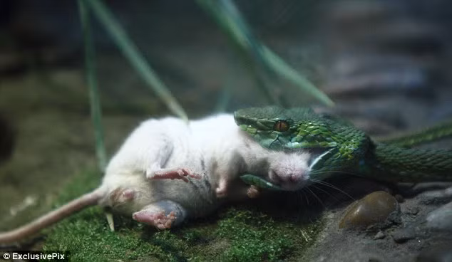 Những mọi nỗ lực cứu bạn của chuột trở nên vô ích trước sức mạnh của rắn xanh.